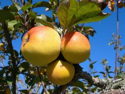 three big apples