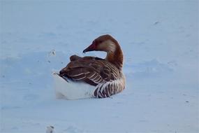 Brown Goose laying on Snow