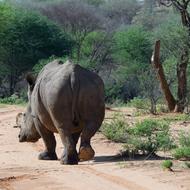 goodly Rhino Mammal