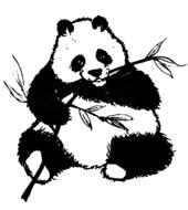chewing found leaves panda