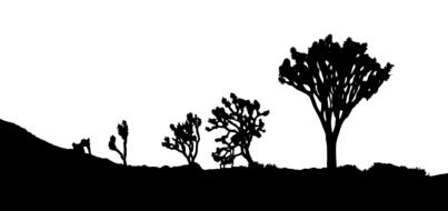 desert joshua trees landscape