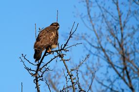 Buzzard Hawk Bird