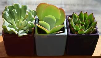 Succulent Trio Container Plant