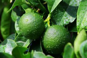 ripe green limes