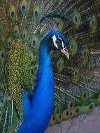 blue proud peacock close up