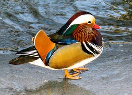 perfect Mandarin Ducks