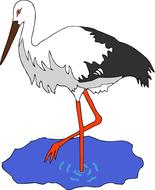 painted black and white stork in a puddle