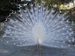 Peacock White Courtship