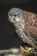 Bird Hawk Kestrel close-up on blurred background