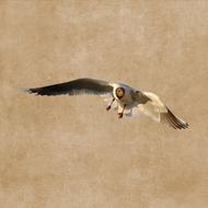 Wild Bird Seagull Flying action photo