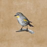 grey and yellow small Bird on Branch, drawing