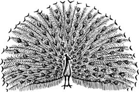 black and white image of a peacock on a page in a book