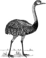 bird flightless as a drawing