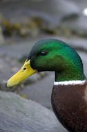 Duck Bird green head