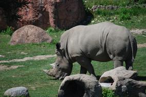 amazingly beautiful Rhinoceros