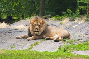 Lion Animals