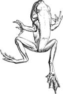 amphibian frog toad drawing
