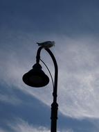 silhouette of a seagull sitting on a street lamp against the evening sky