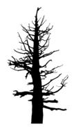 dead leafless old plant silhouette