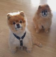 goodly Pomeranian Dog