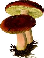 fungi fungus mushroom poison