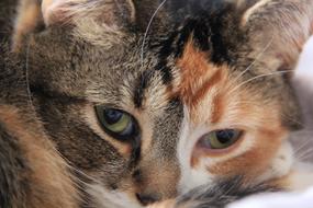 Cat sad face