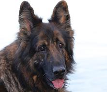 Dog Old German