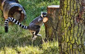 lemur with a long tail in the forest