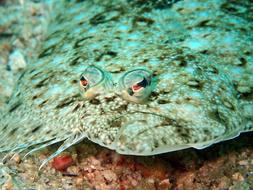 Sole Flounder Fish