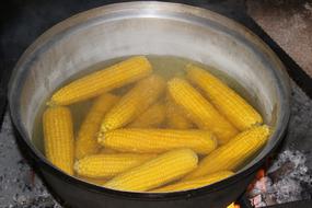 delicious hot boiled corn in a pot