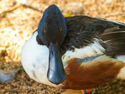 Shoveller Barnacle Wild Ducks