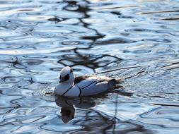 Merganser Piette Ducks