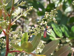 Insect Insects Wire