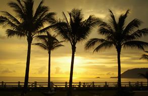 Sunrise Trees