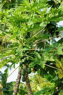 Papaya Tree