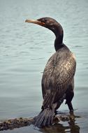 goodly Cormorant Wildlife