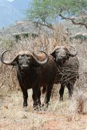 Buffalo Horns Safari Park