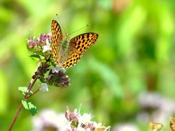 perfect Butterfly Summer Garden