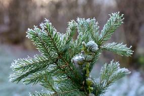 Winter Ice Frozen