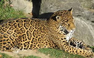 Beautiful and colorful spotted jaguar on the grass near the rocks