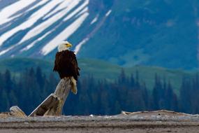 Bald Eagle against the backdrop of a picturesque landscape