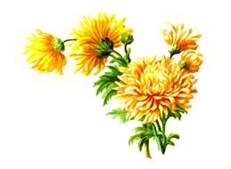 floral flower leaf leaves