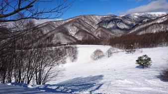 landscape trees winter sunny