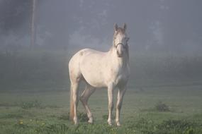 white Horse Ireland Fog