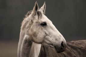 Horse Animal White face
