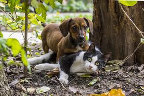 dachshund plays with a cat in the garden