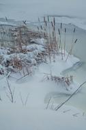 winter landscape by the grasses