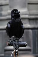 crow in the cemetery close up