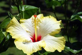 yellow Hibiscus Mallow Flower