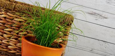 Grass Water Hyacinth Basket